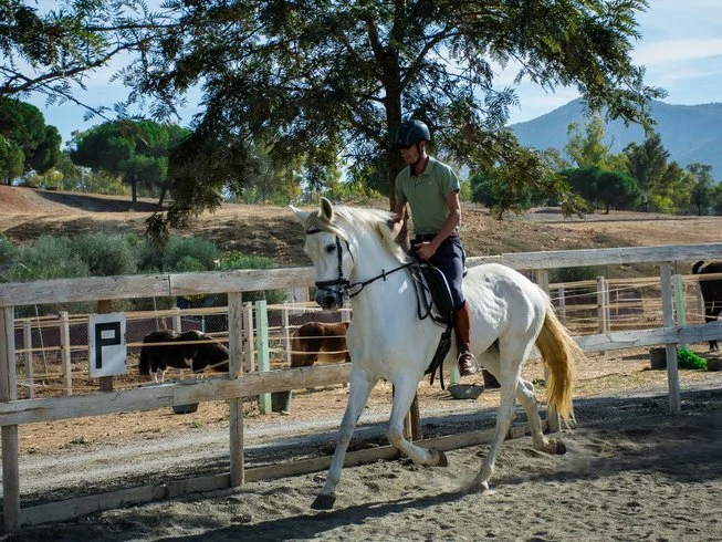 Jinete y caballo durante un entrenamiento en pista